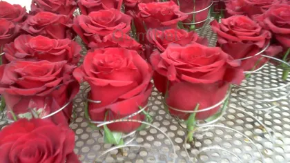 Imágen de Rosas preservadas