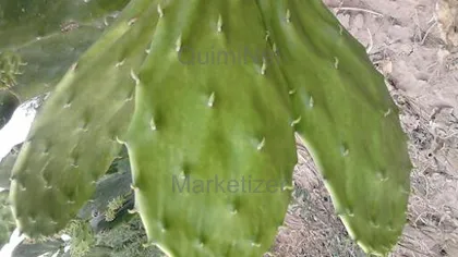 Imágen de Nopal