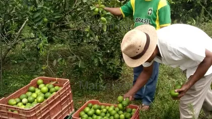 Imágen de LIMON PERSA