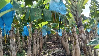 Im&aacute;gen de banano cavendish